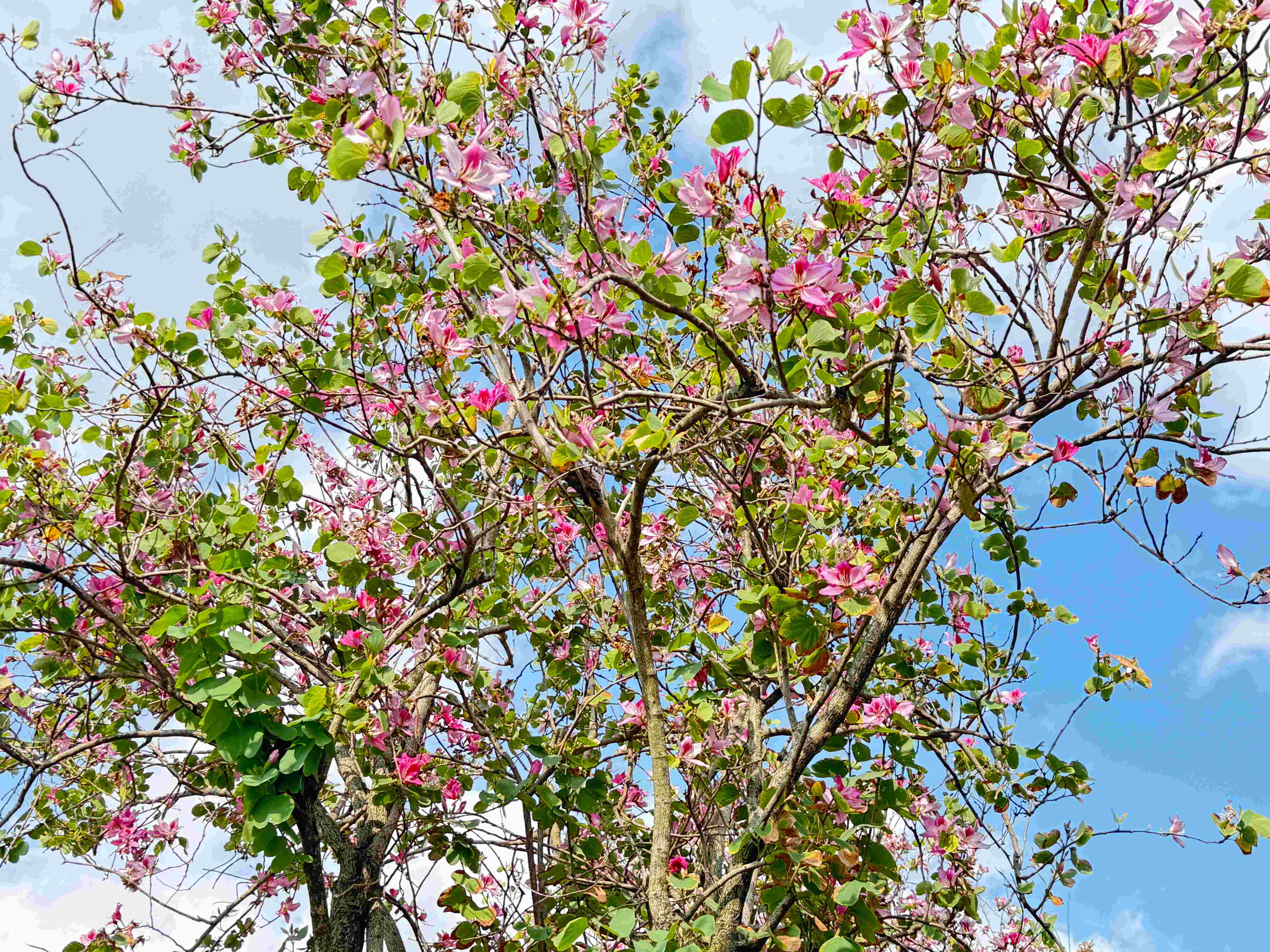 羊蹄甲花開燦爛，柔美花影映襯河岸風光