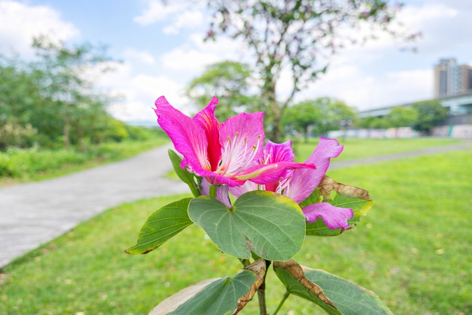 花影與綠意交織，勾勒出春日河濱最迷人的風景
