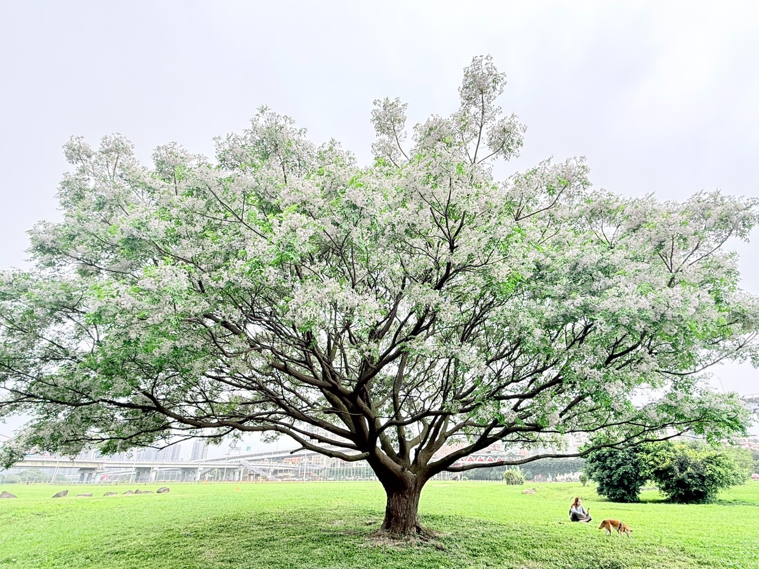  Threads瘋傳！新北河濱紫色花雨限時綻放