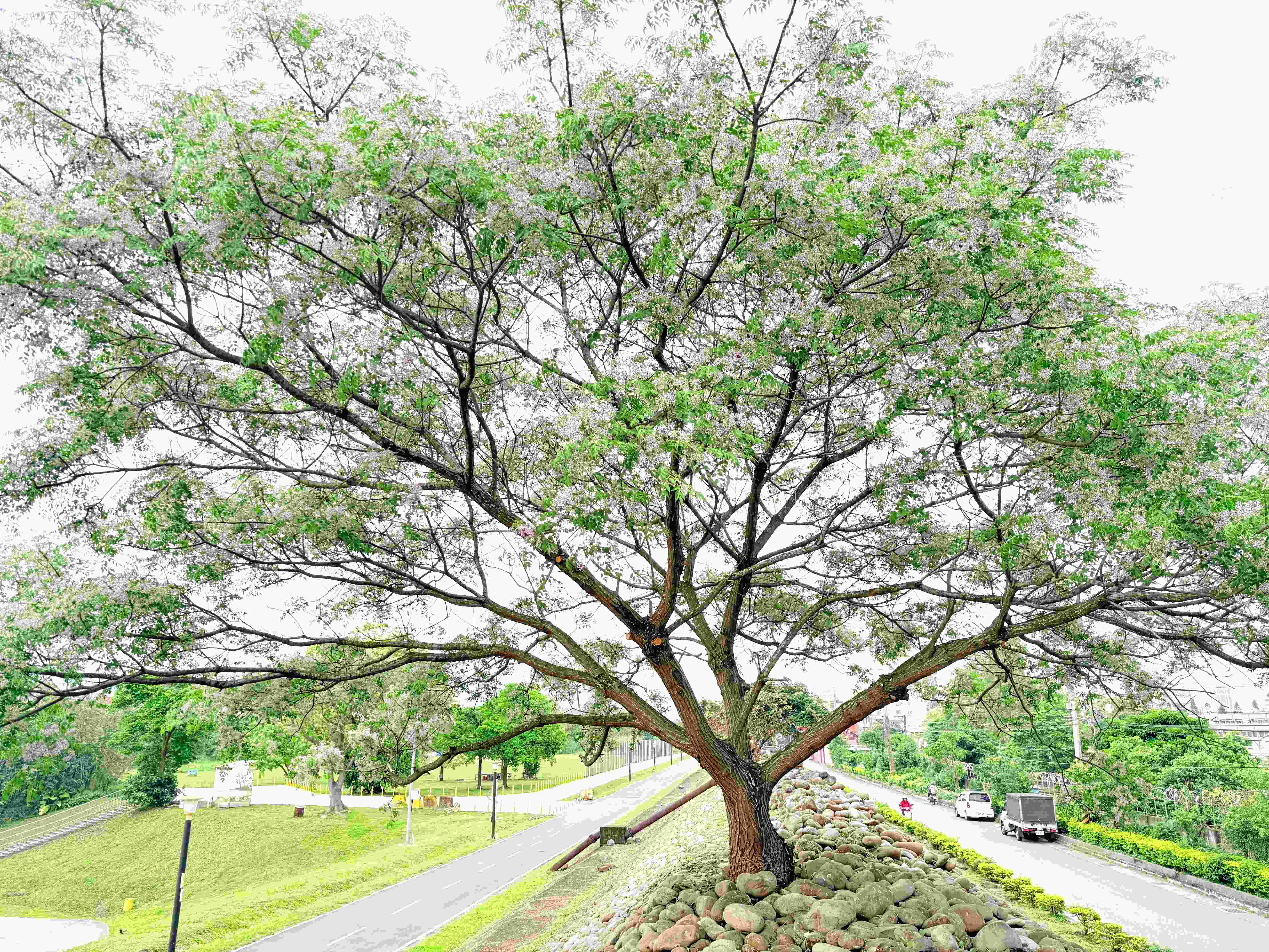  一串串花序垂掛枝頭，與青綠交織出優雅風景