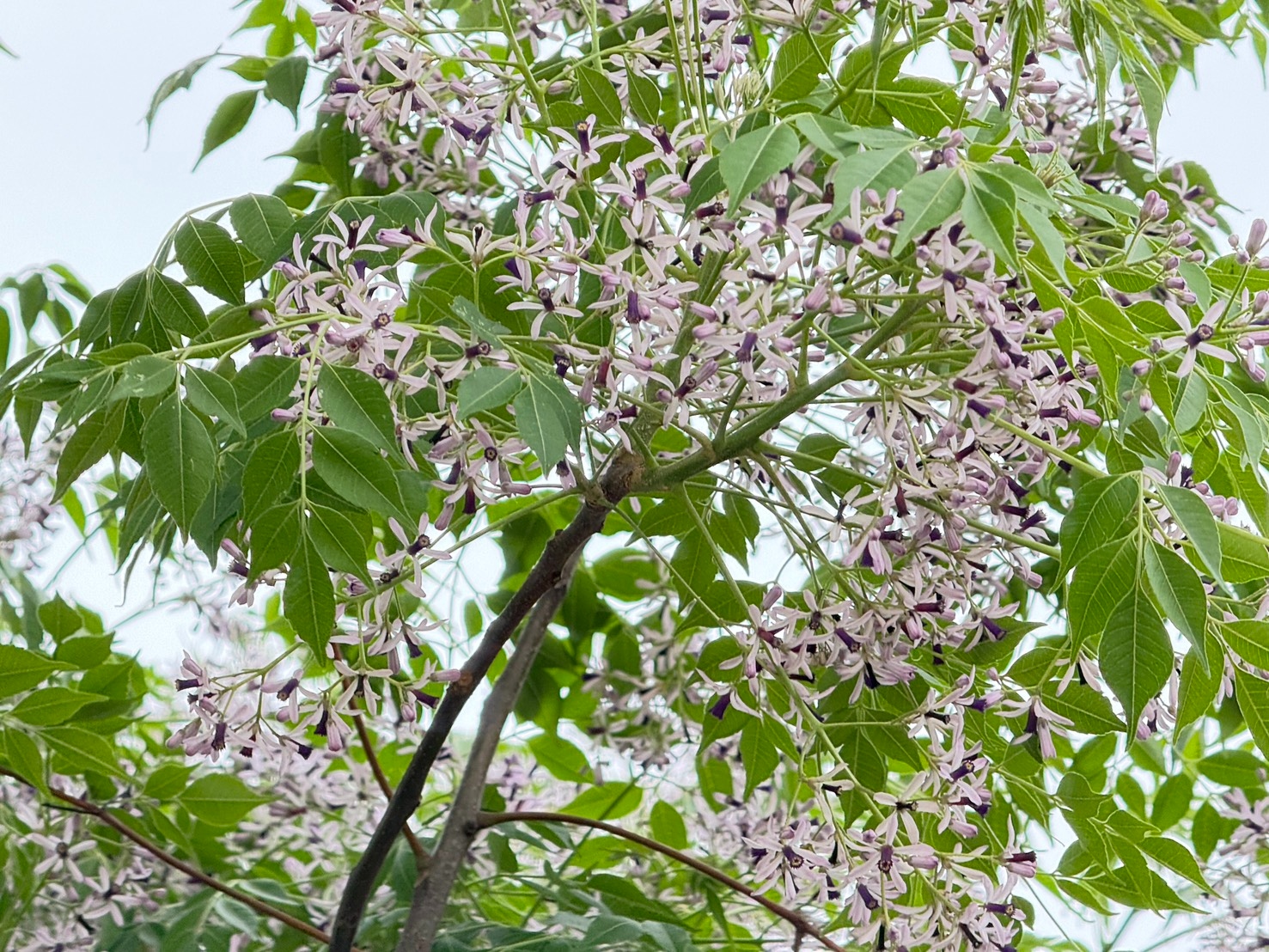 淡紫花海悄然綻放，為河濱帶來清新氣息