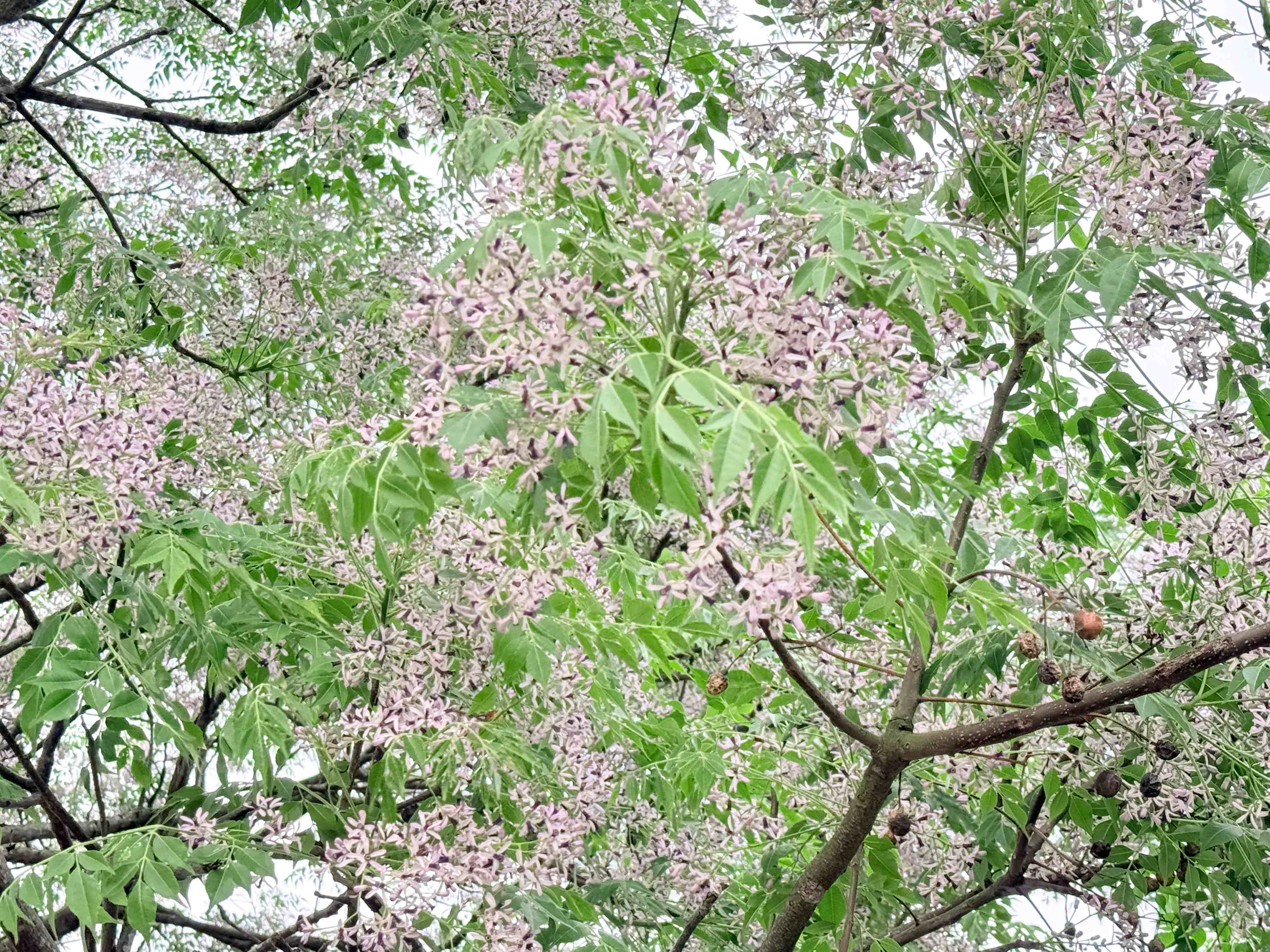  細緻花朵如繁星灑落，為綠意增添一抹夢幻色彩