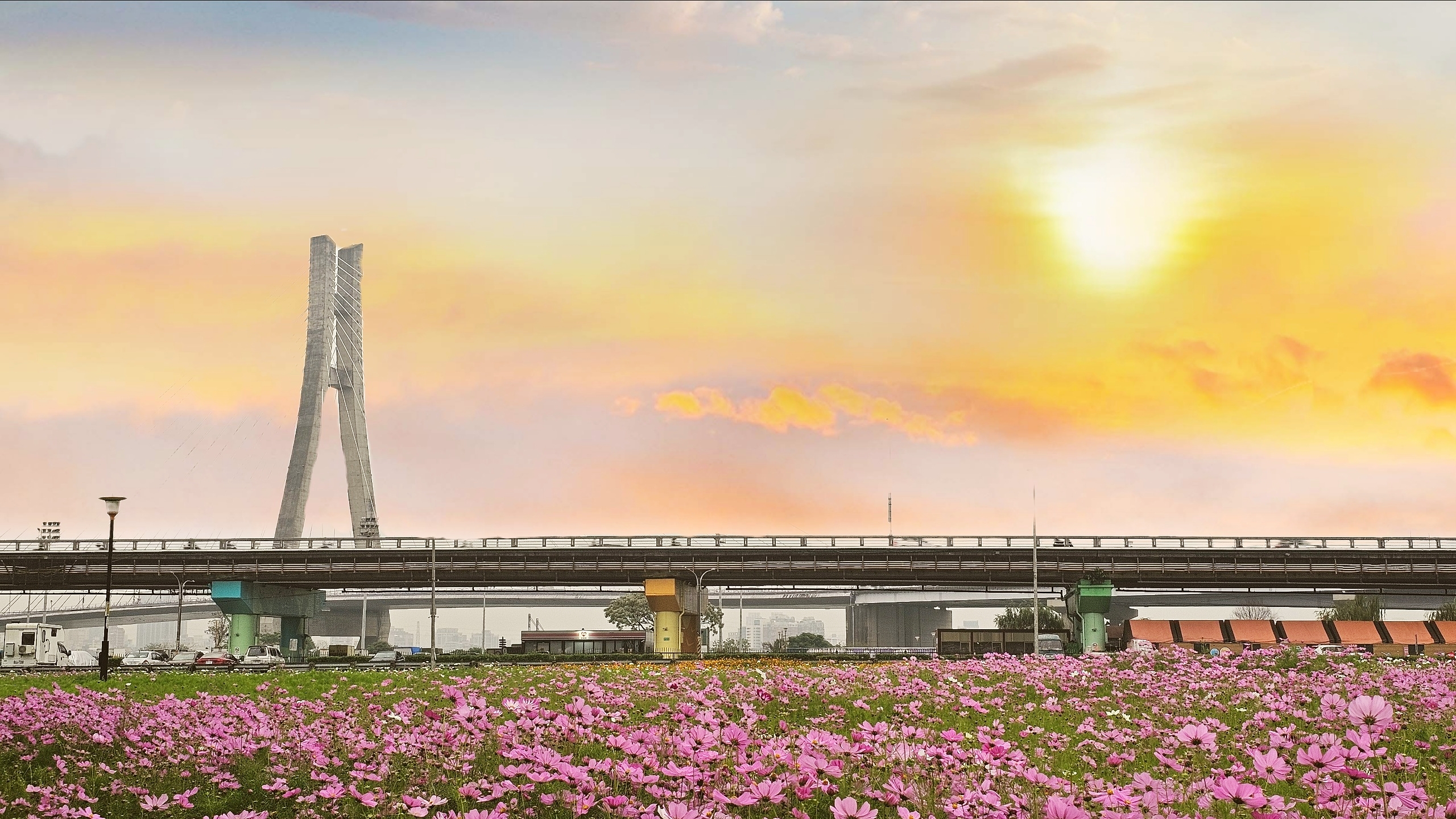 夕照餘暉下，橋畔粉色花海盛開