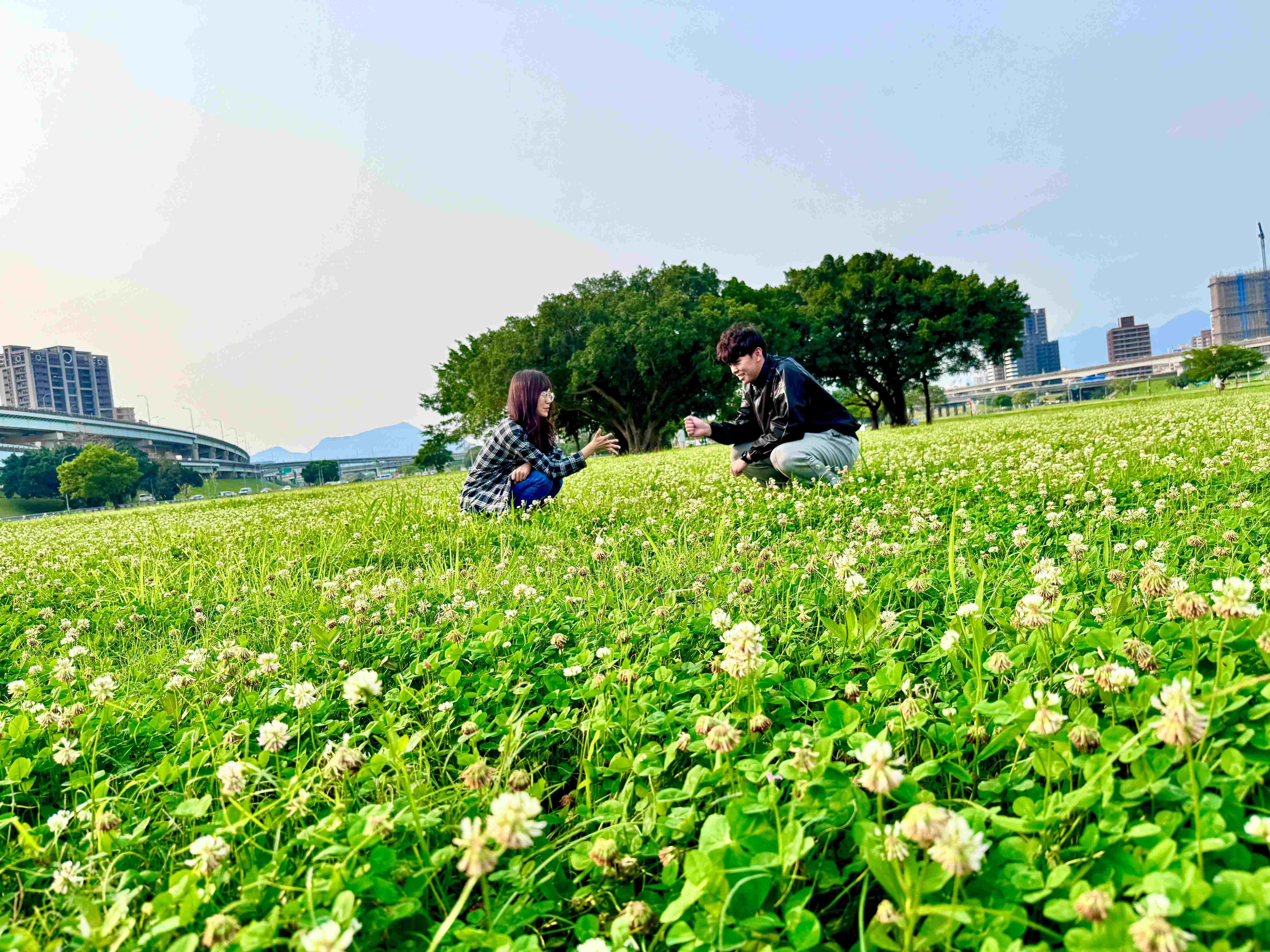  徜徉在新北大都會公園內白花三葉草裡的甜蜜時光