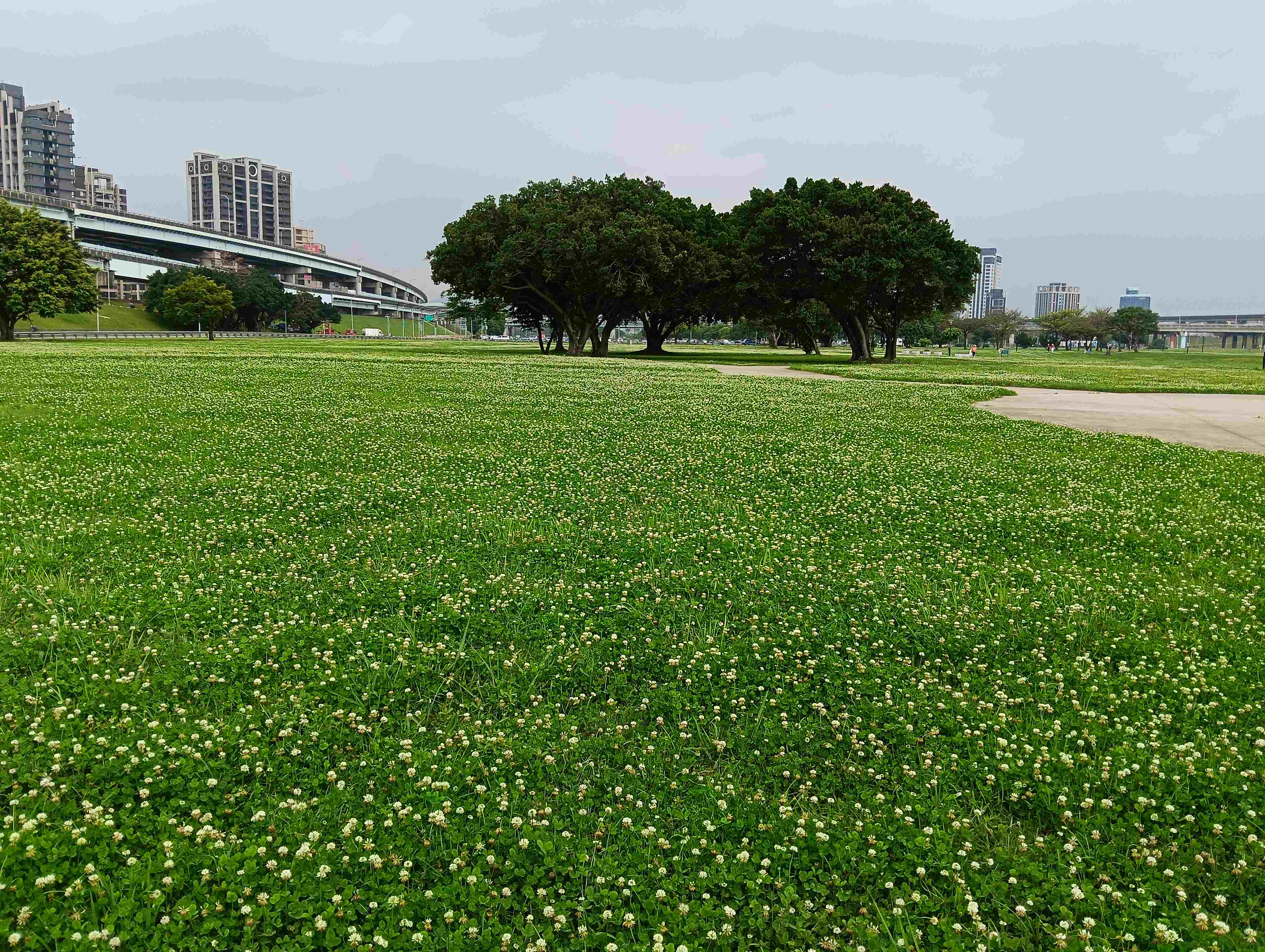  新北大都會公園滿滿白花與大樹相伴
