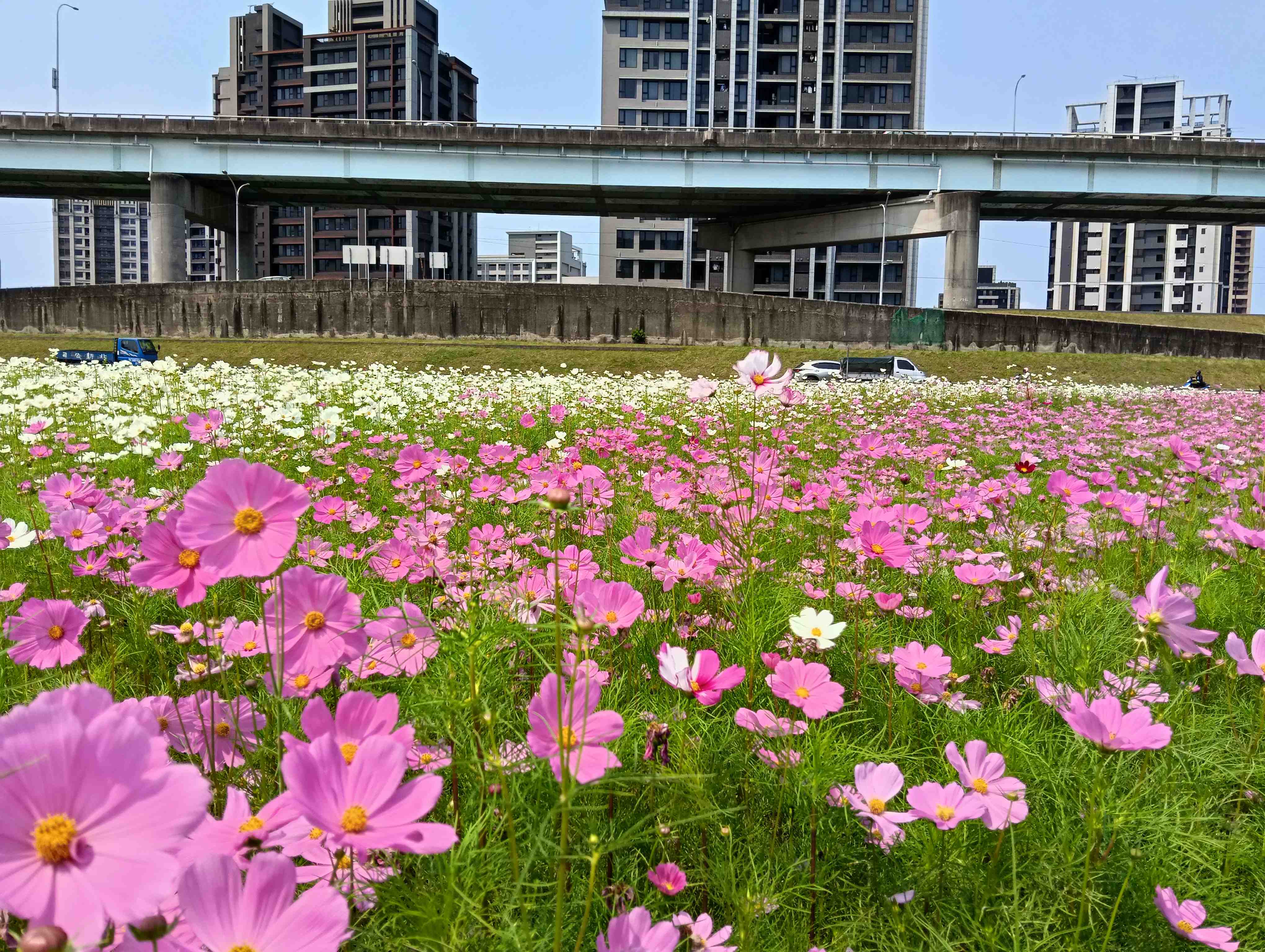  走進新北大都會花海粉嫩花海裡～