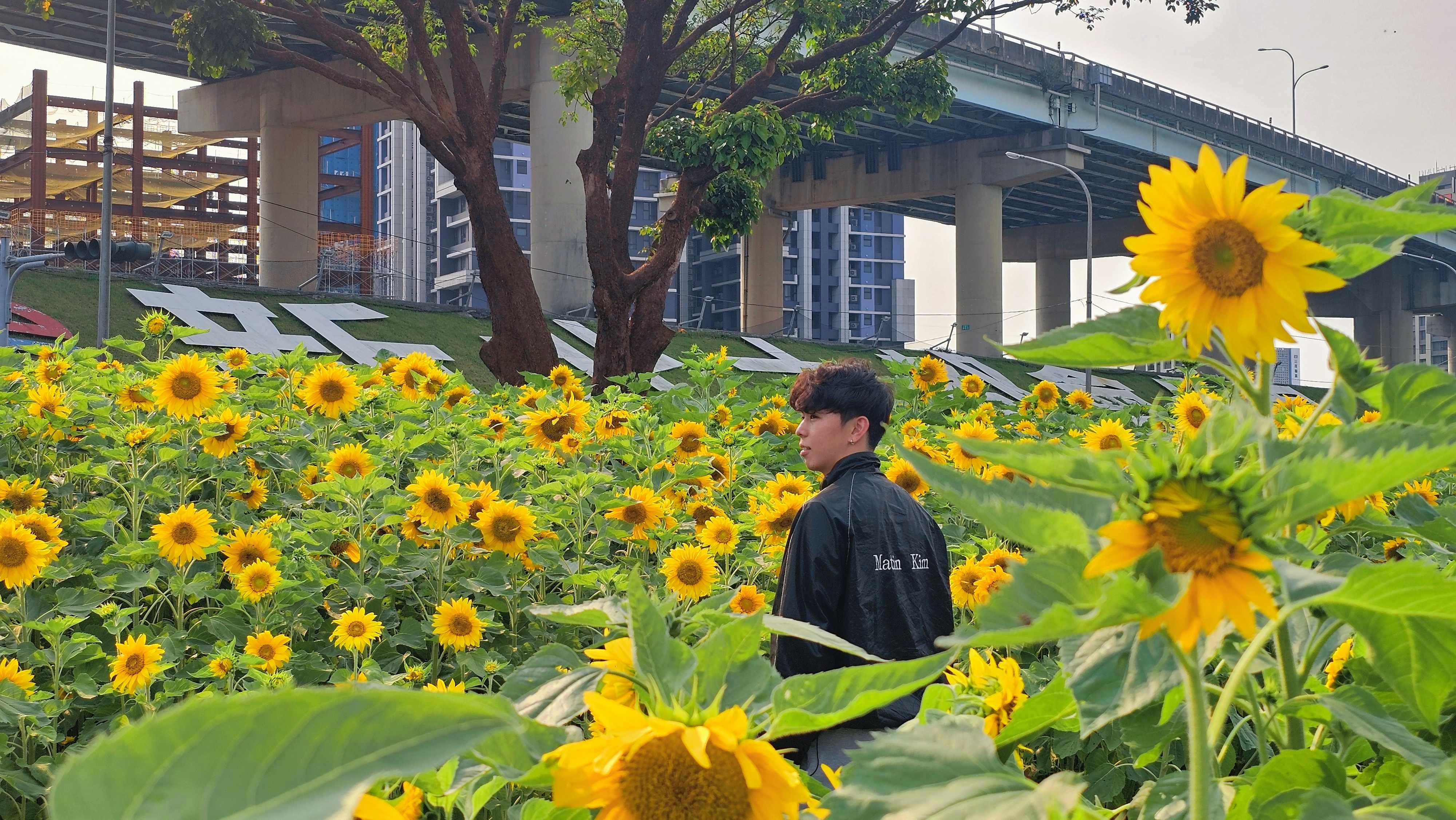  新北大都會花海向日葵花裡的帥氣身影