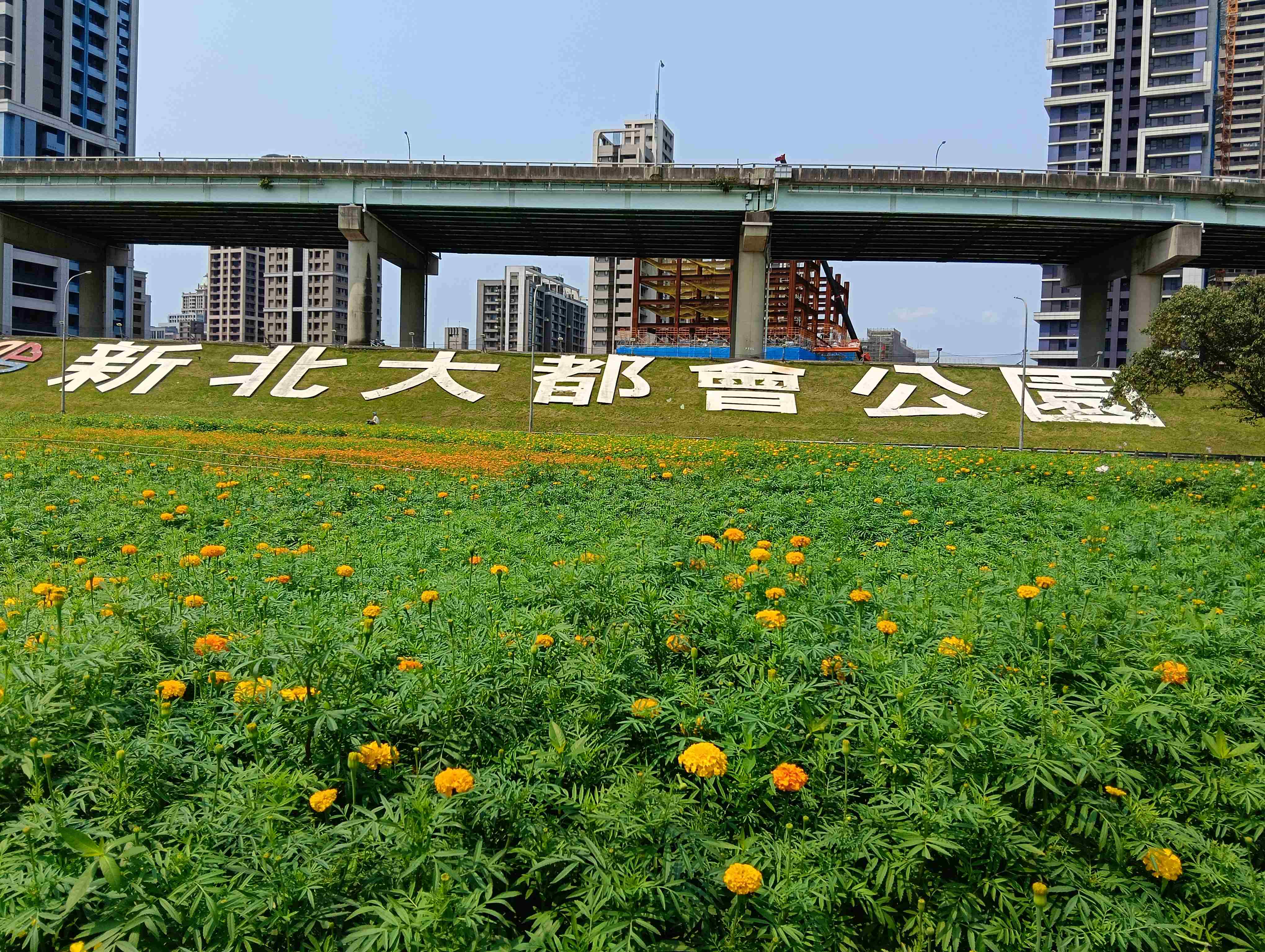  新北大都會花海的黃色花毯太療癒了！
