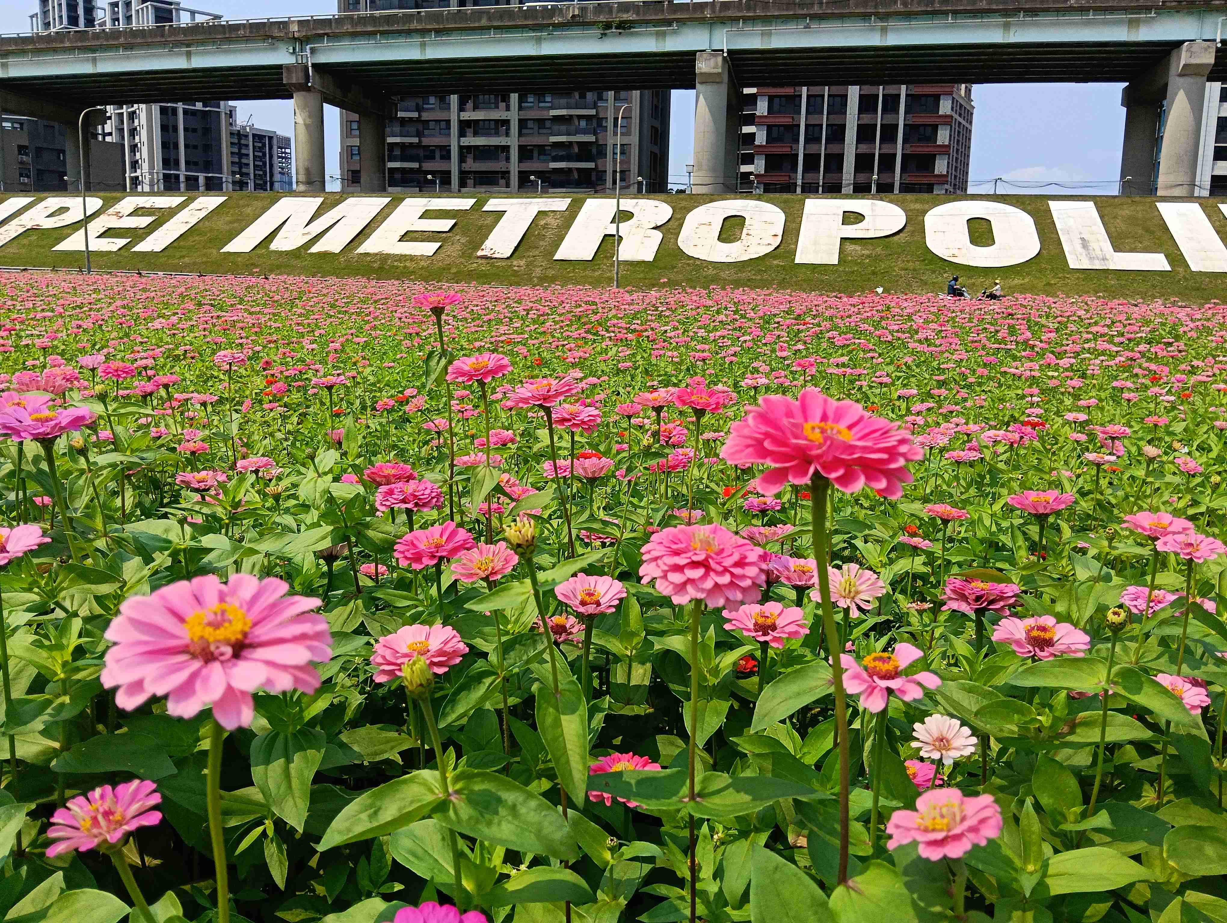  新北大都會花海粉色百日草盛開中！