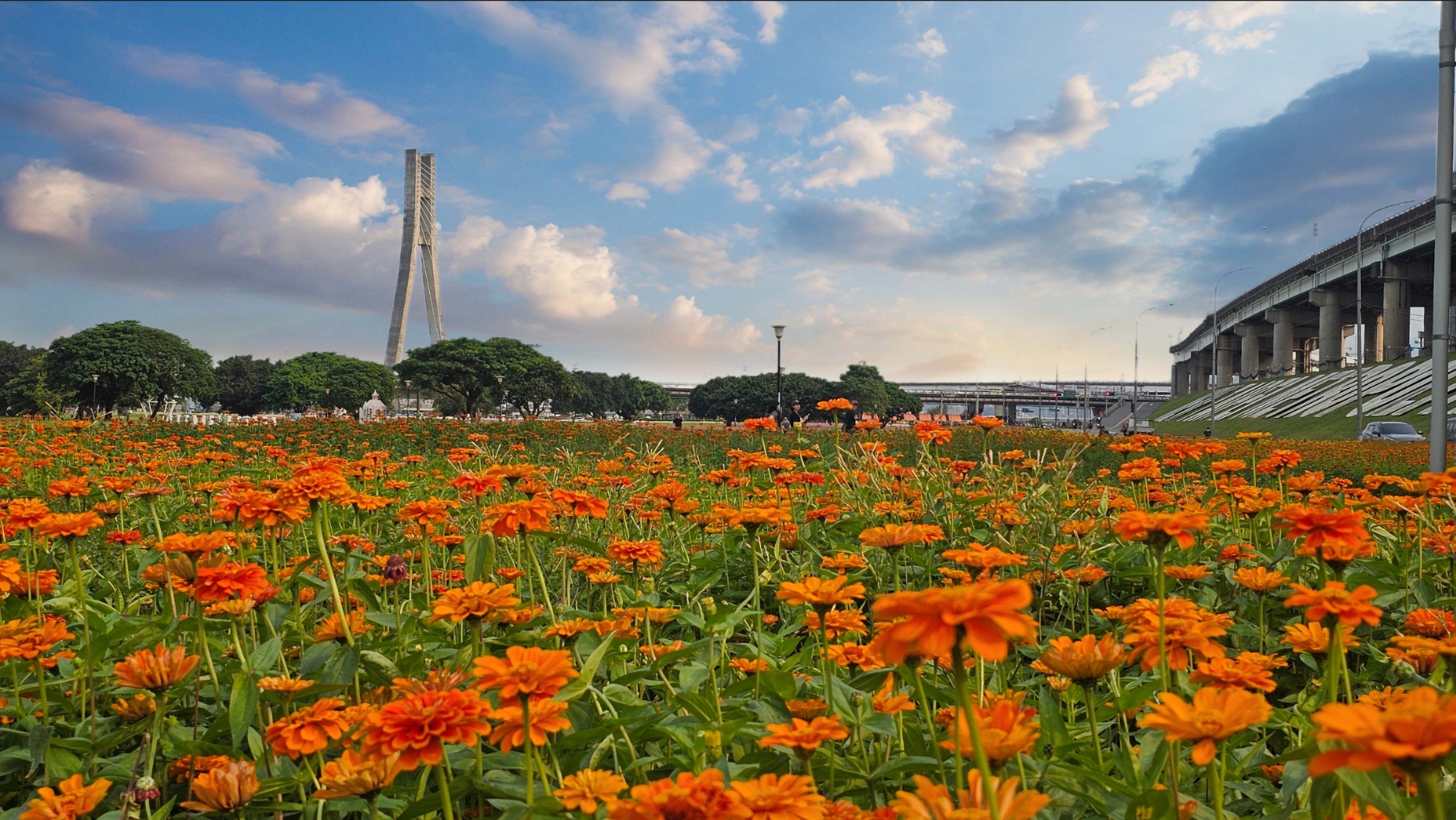 新北大都會橙黃花海與城市天際線
