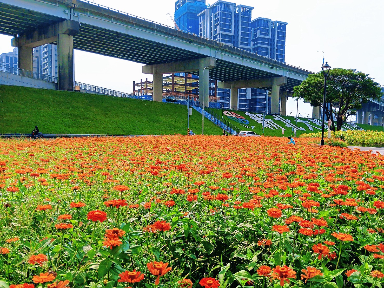 橘紅花海鋪滿地讓大都會花海充滿夏日生機