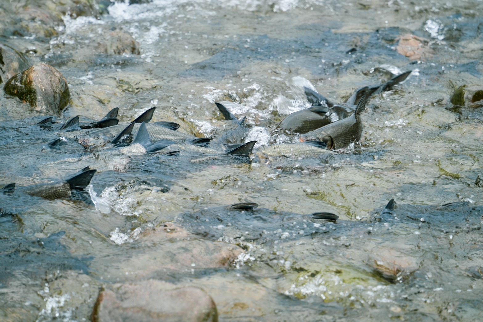 大頭鰱群聚現蹤碧潭堰水域，魚群隨後沿魚道逆流上溯