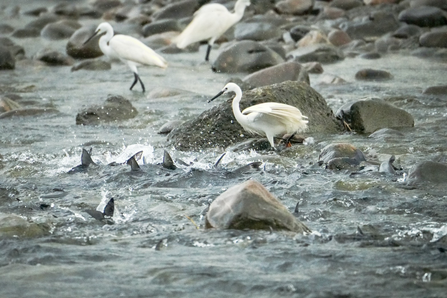 碧潭堰水域吸引魚群聚集，也成為白鷺鷥等水鳥覓食棲息場域，呈現新店溪水環境改善後逐漸恢復的生態多樣性