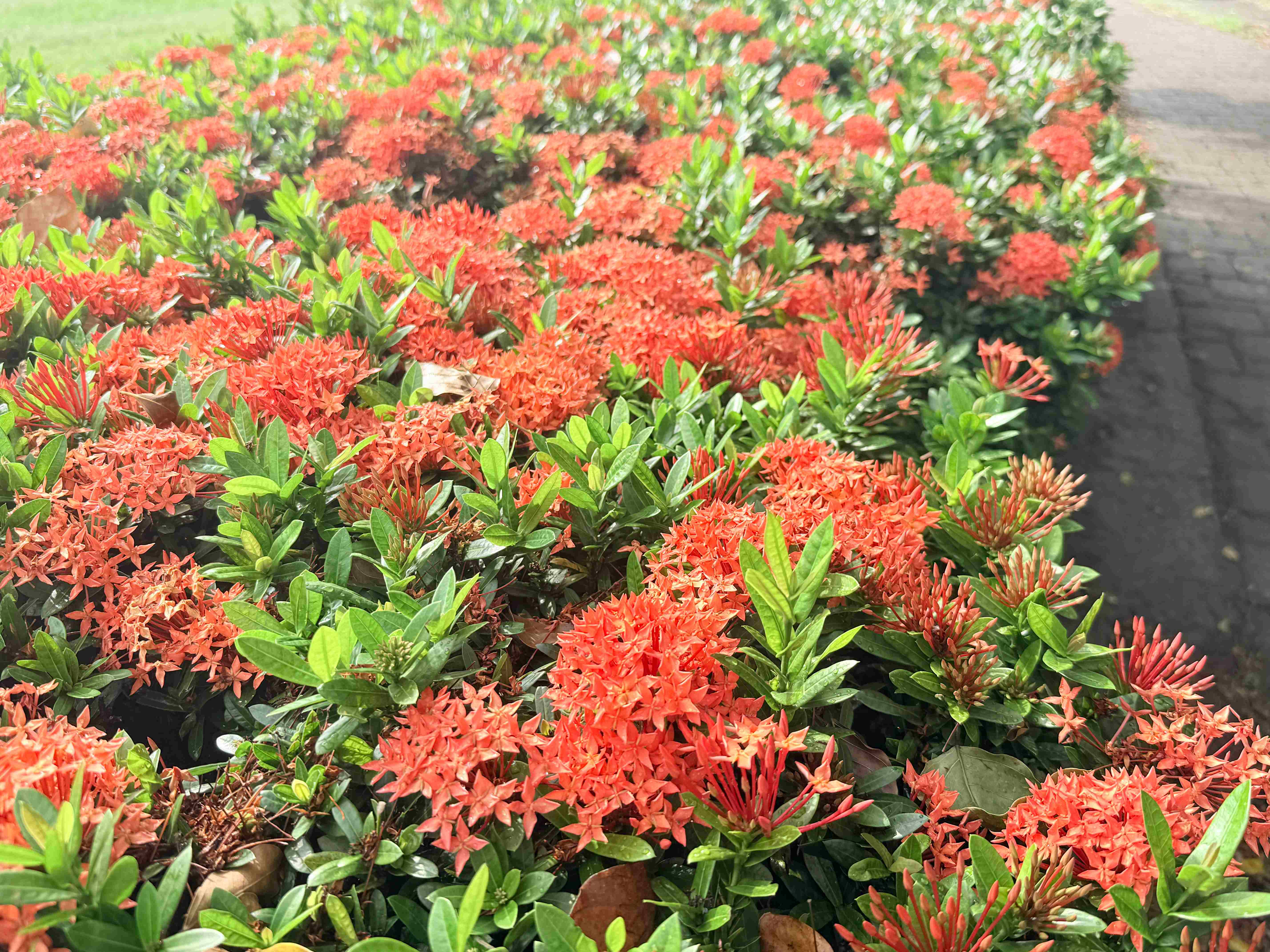  河濱自行車旁仙丹花火紅綻放中