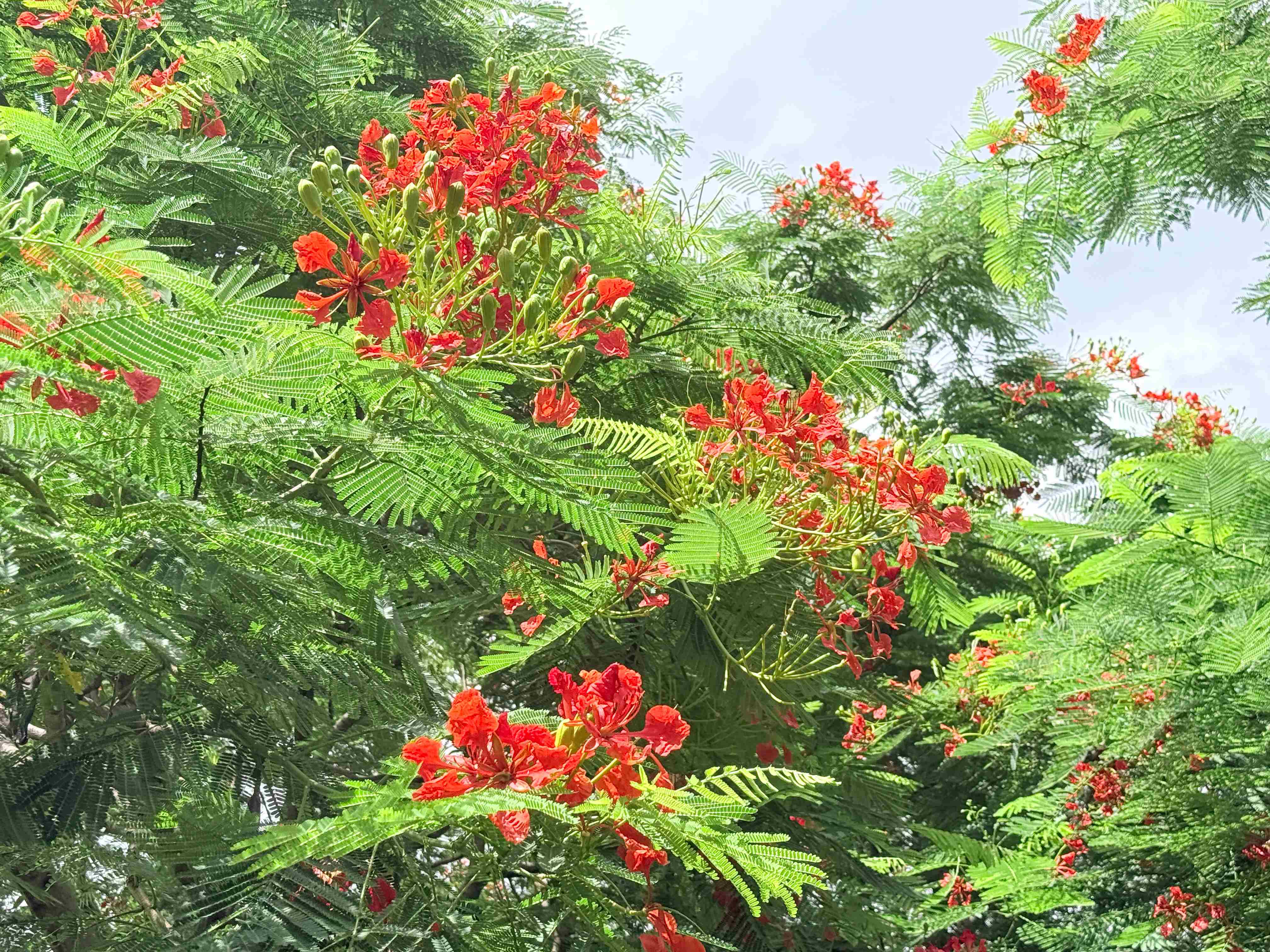  夏末最美一抹紅 新海鳳凰木熱情盛開