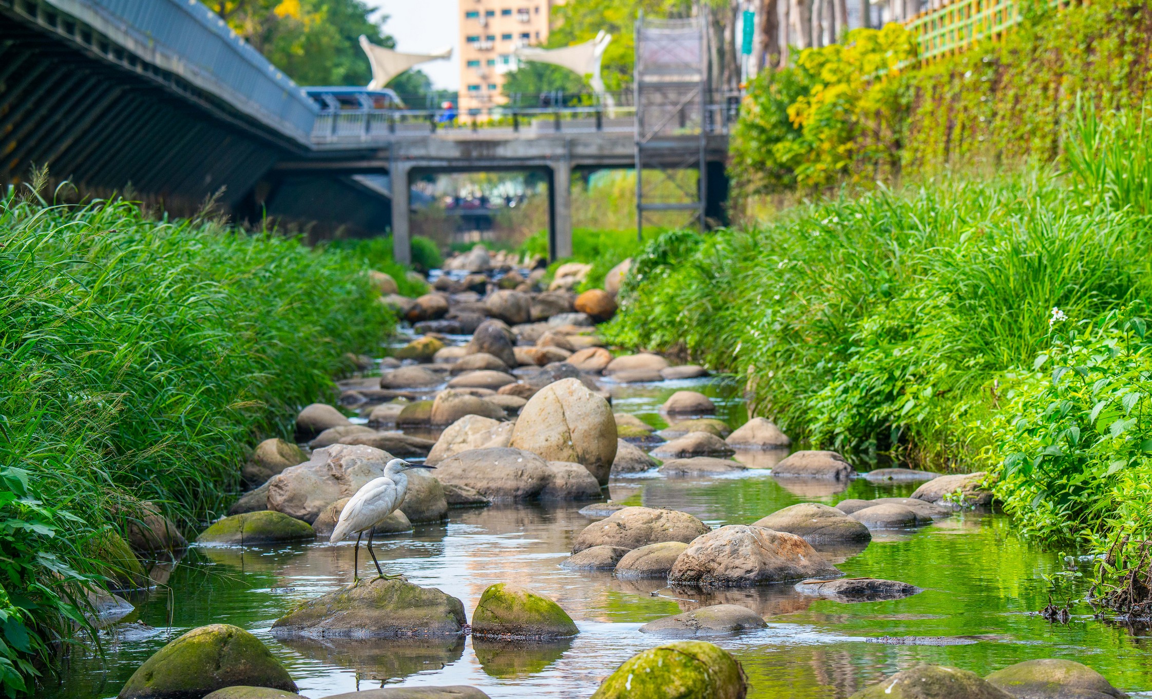 《水生態》中和藤寮坑溝三面光渠道改造為近自然河川，生態回來了