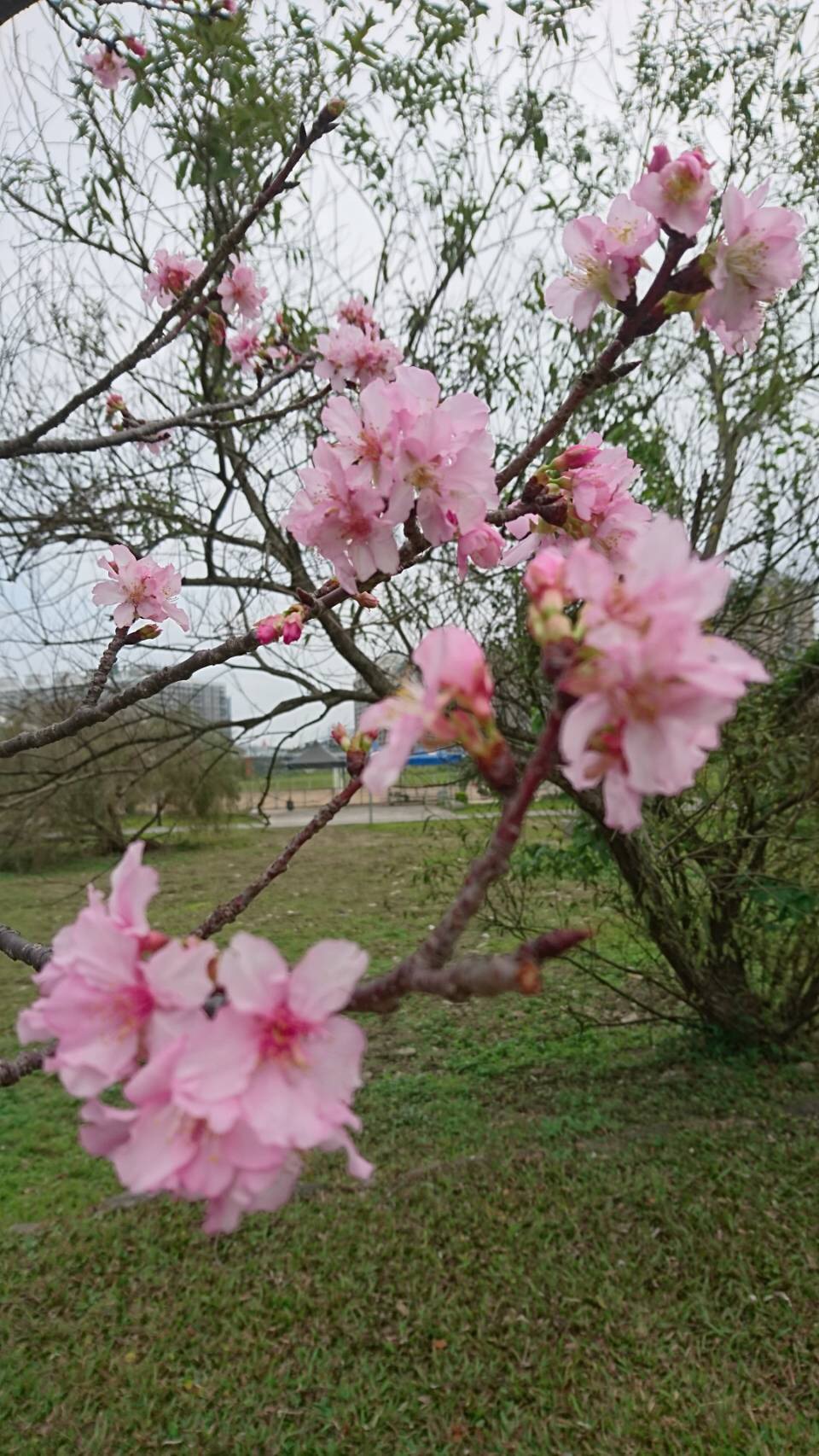 春日綻放的櫻花美景