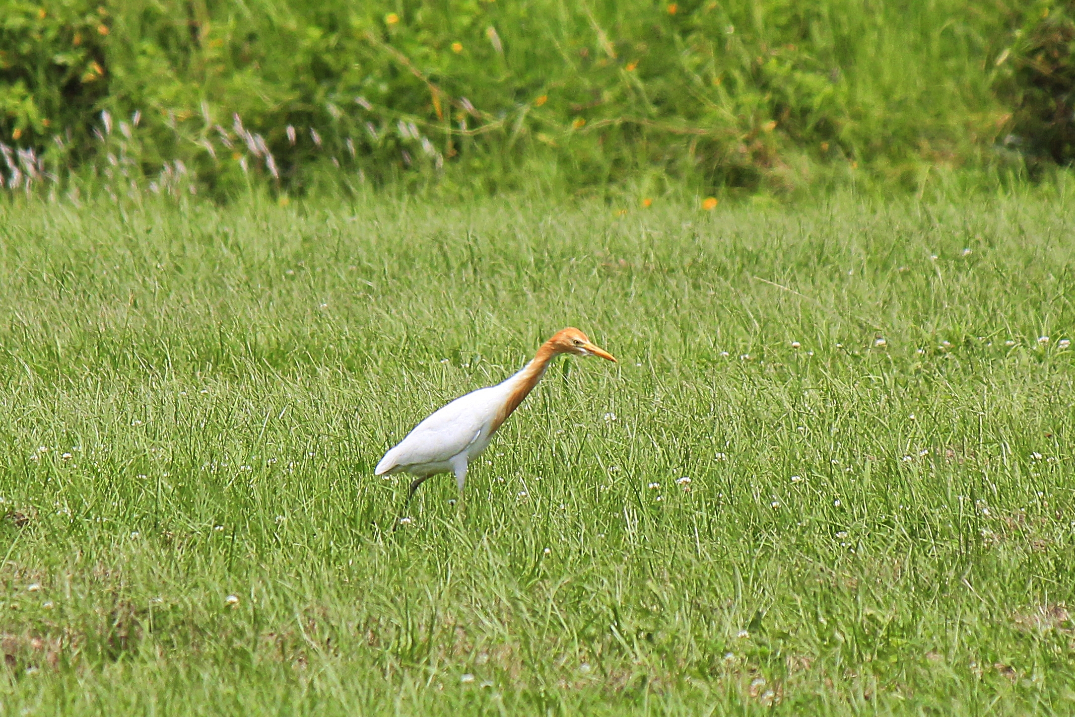 在大漢溪沿岸濕地維護整理及河濱公園割草時，常會見到牠們「聞風而來」享用昆蟲大餐