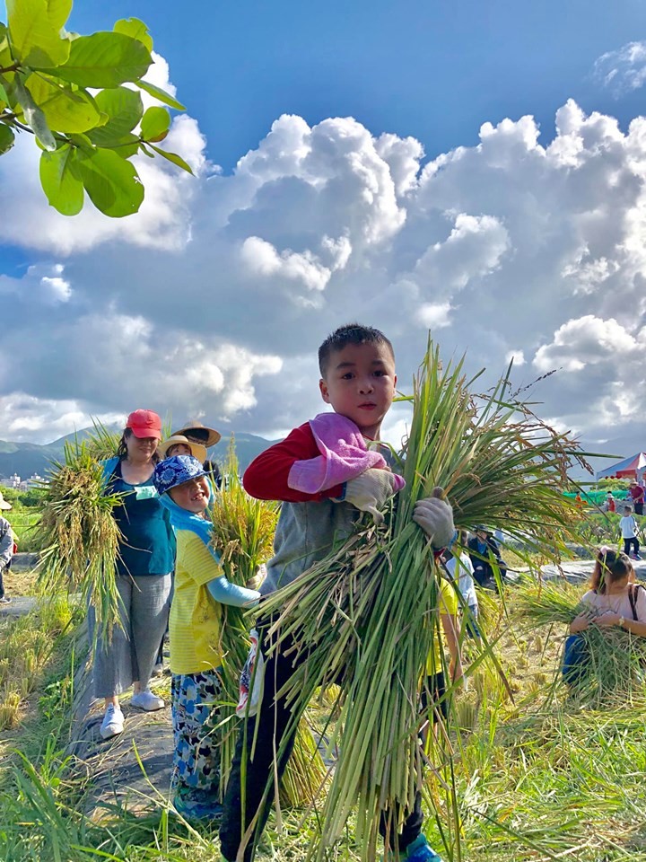 金美國小學童稻米收割環教體驗(春雷環境學社提供)