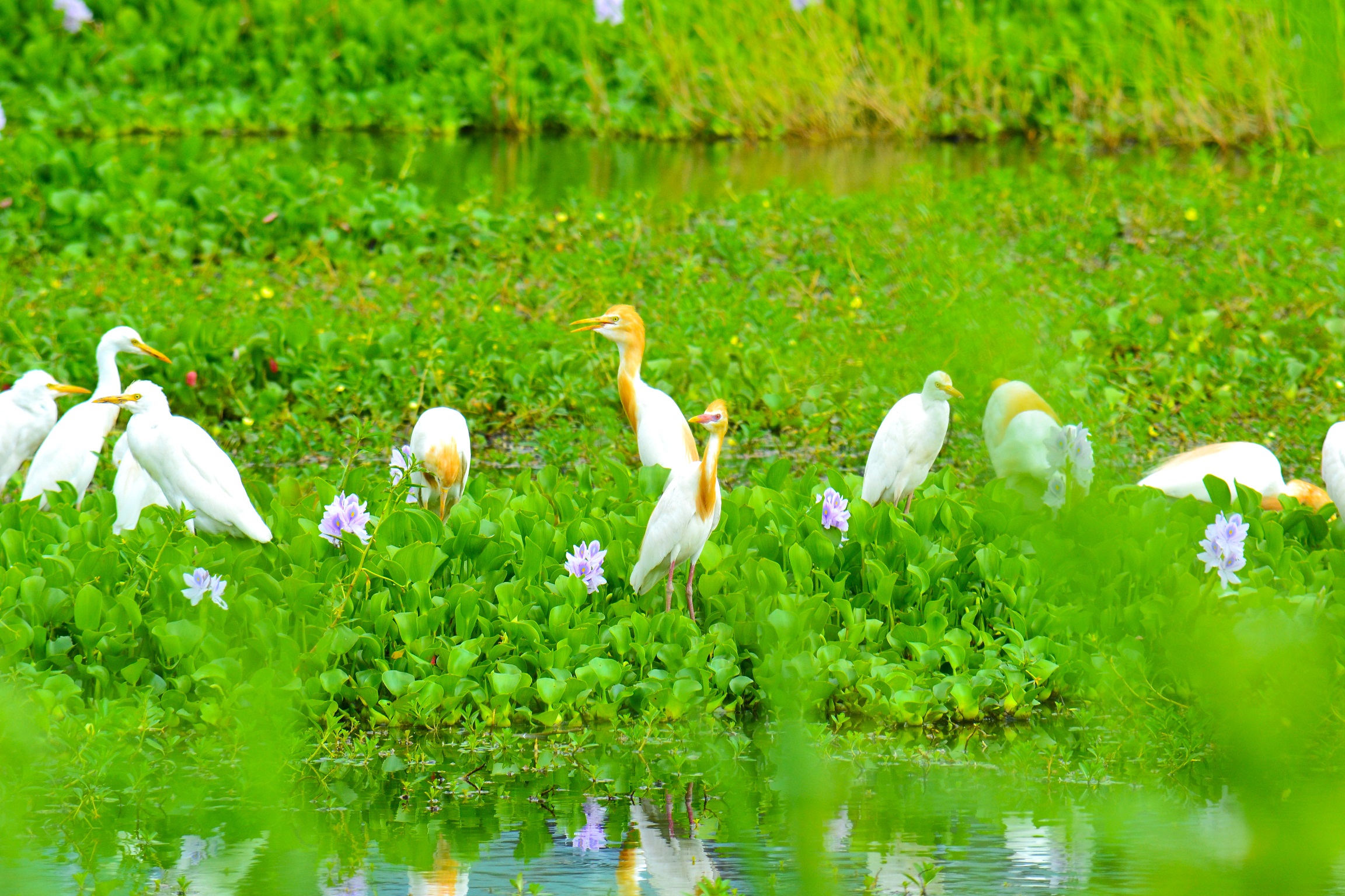 春夏交接時節，河濱公園就會出現成群宛如染金髮的黃頭鷺