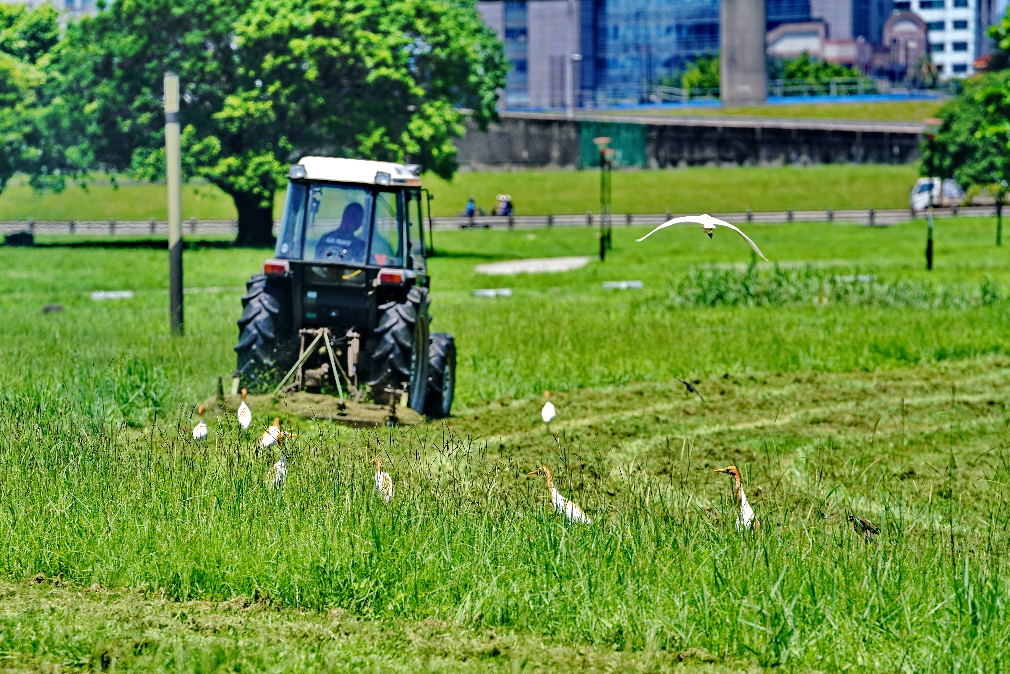 河濱公園維護割草時間，也很容易見到這些黃頭嬌客