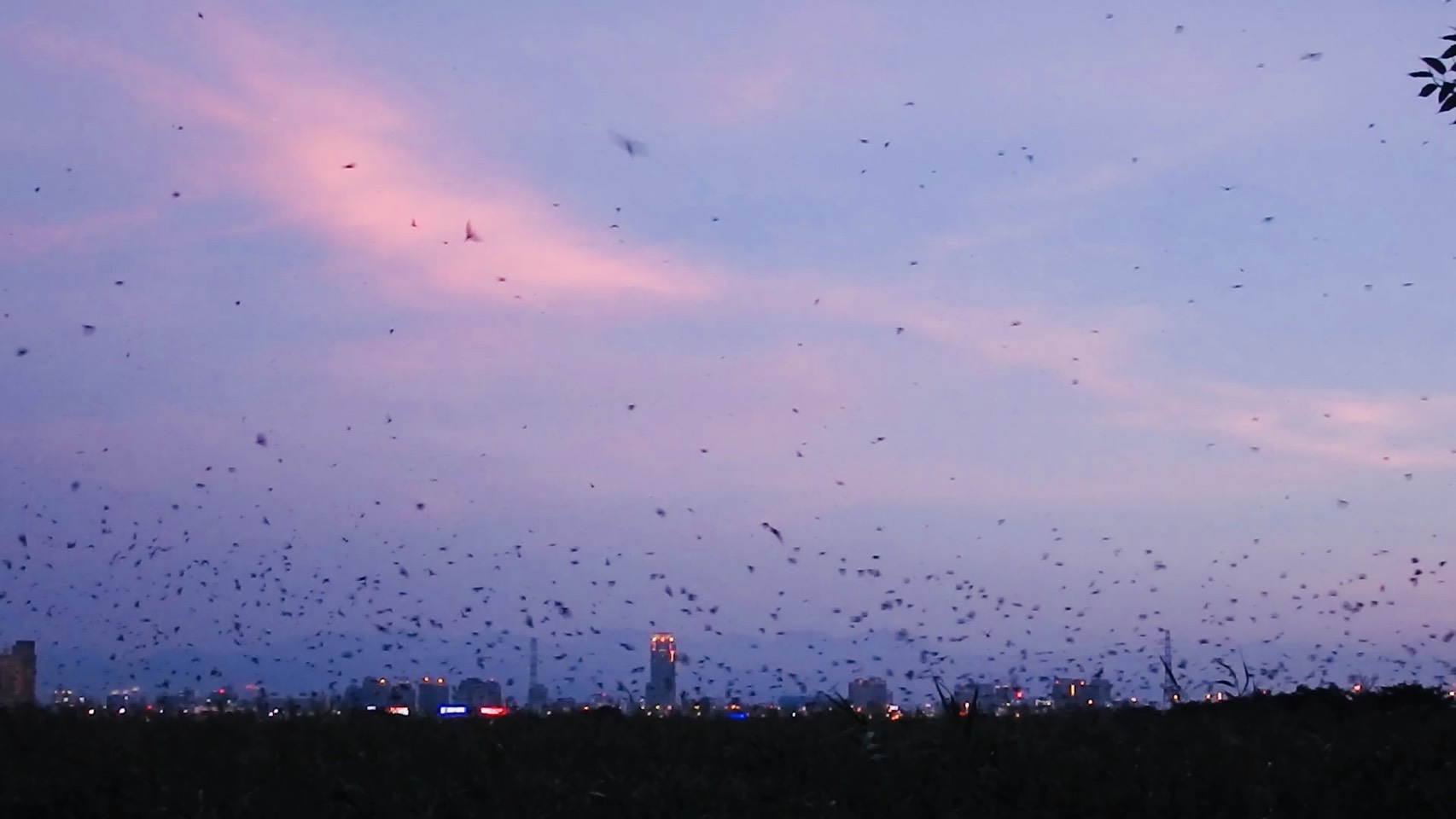 成千上萬的燕群在廣大的蘆葦叢上空急速盤旋、狂飆、升降、俯衝