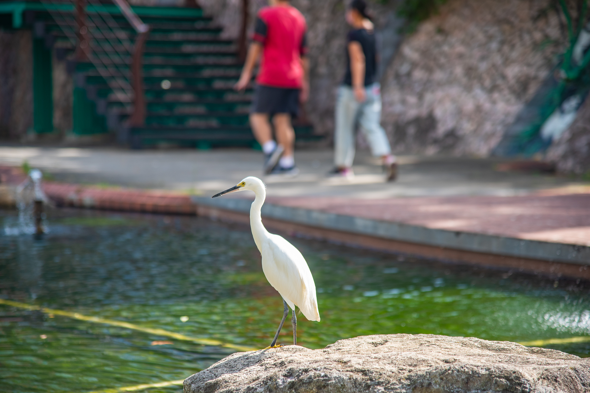  白鷺鷥也是中港大排常客