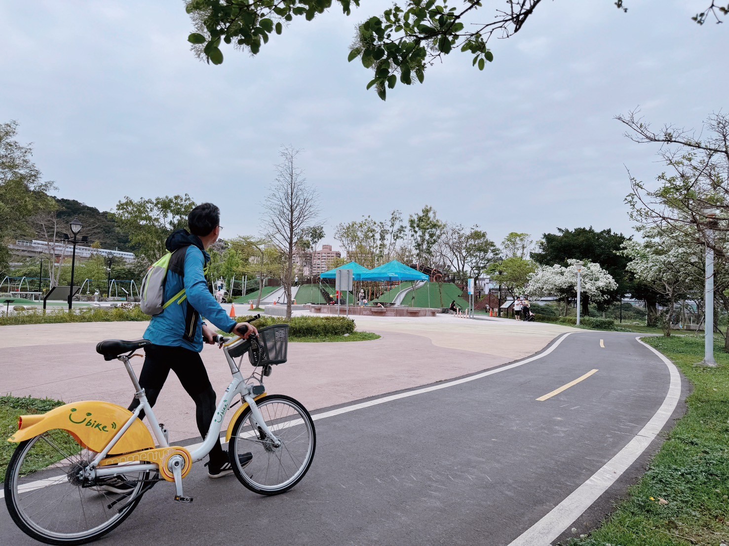 陽光運動公園自行車道旁綠地能欣賞到流蘇的芳蹤