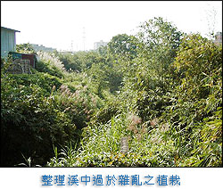 整理溪中過於雜亂之植栽