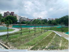 渠底綠化