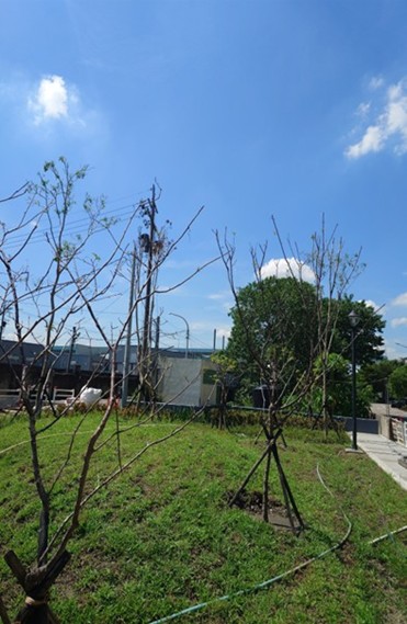 公園綠意盎然,成為五股新景點